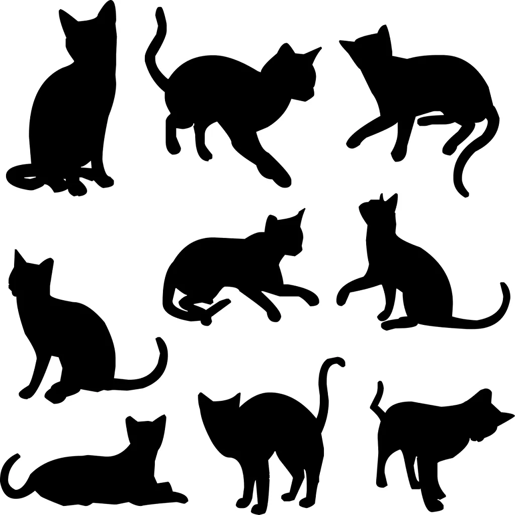 Qué significa soñar con muchos gatos | 1 INTERPRETACIÓN